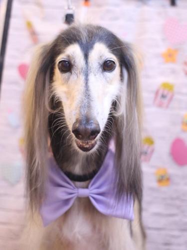 20230923シリウスくん